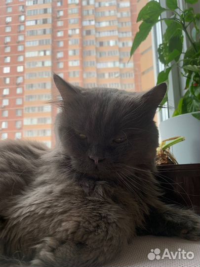 Кот кошка