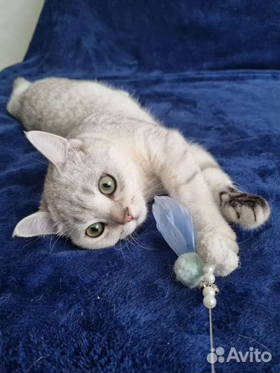 Британские котята короткошерстные