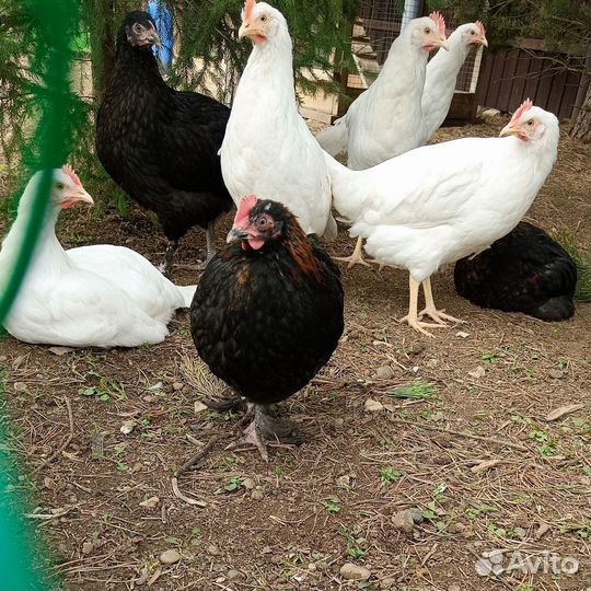 Молодые петушки (мараны)