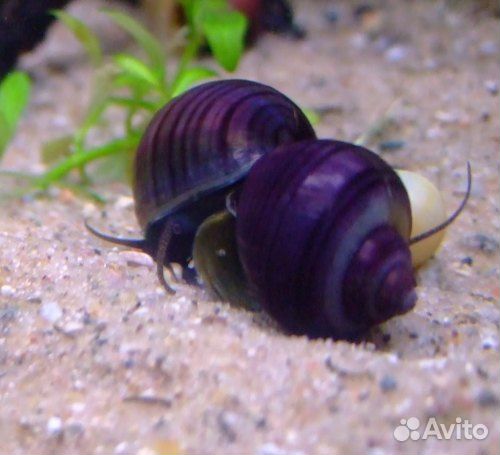 Улитки ампулярии