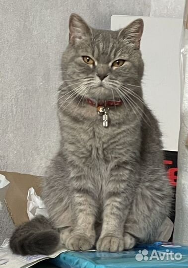 Потерялась Шотландская кошка