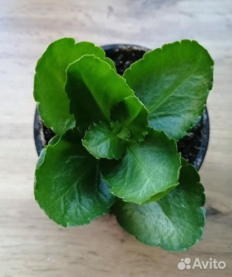 Каланхоэ махровое, 2 сорта