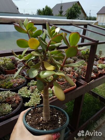 Толстянка, денежное дерево