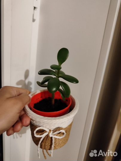 Толстянка,фикус