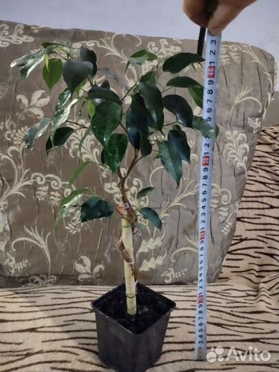 Бенджамина