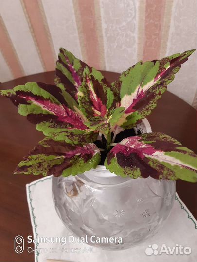 Колеус-убивает микроорганизмы