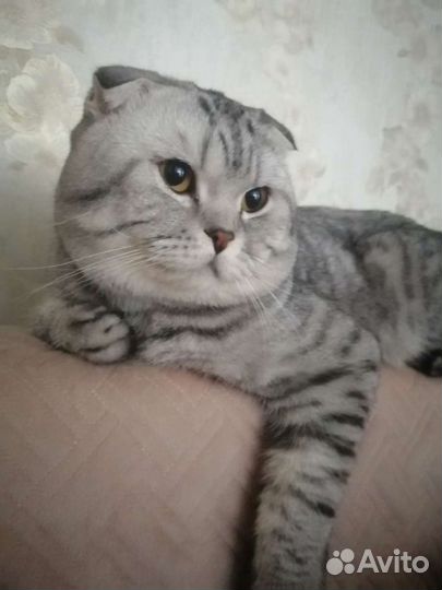 Шотландский вислоухий котик, вязка