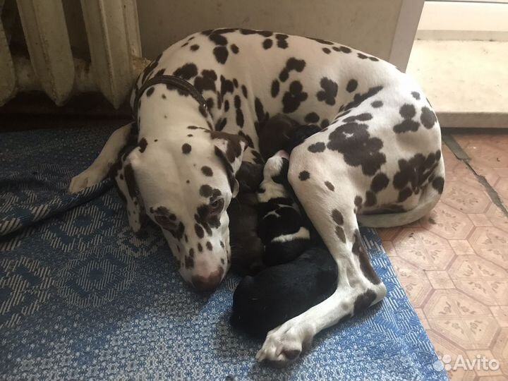 Отдам бесплатно щенков далматина