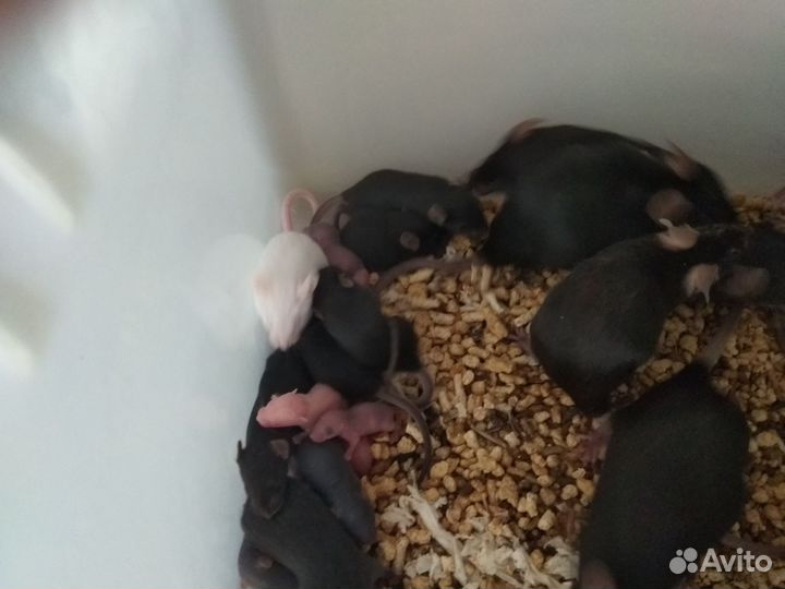 Мышь домашняя кормовая живая