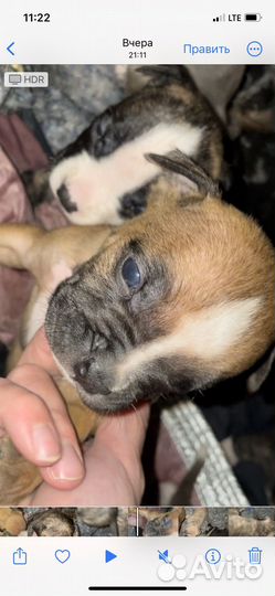 Амстафф щенки