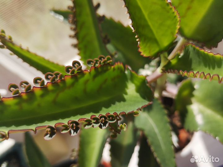 Каланхоэ растение