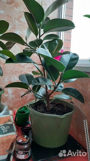 Фикус каучуконосный большой