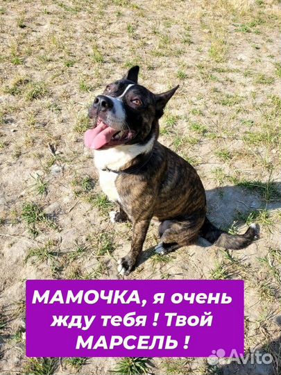 Собака, метис питбуля Марсель в дар