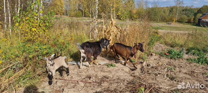 Козел альпийский