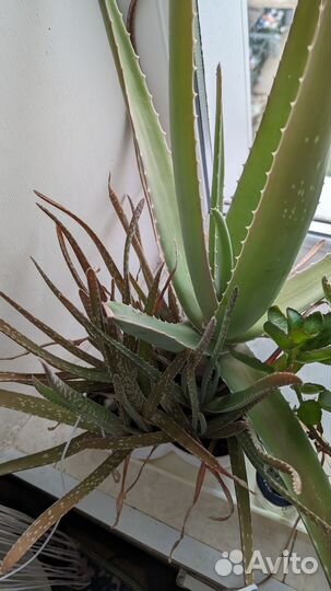 Детки алоэ Вера