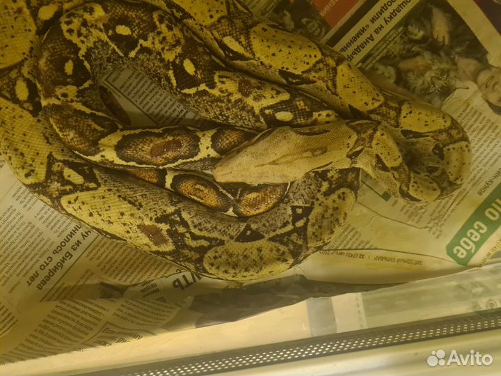 Императорские удавы (motley, normal)