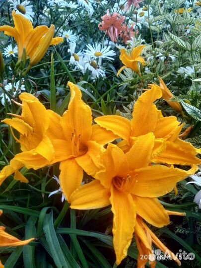 Многолетние садовые растения