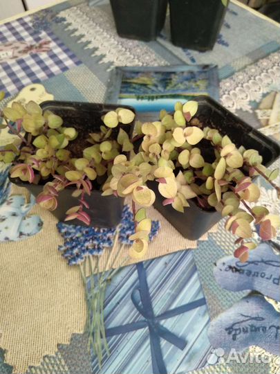 Каллизия золотая и зелёная