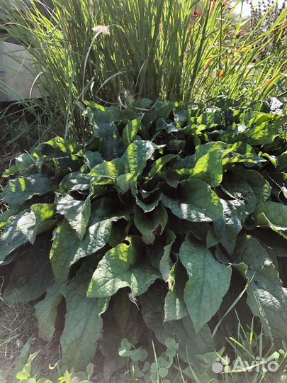 Многолетники для сада