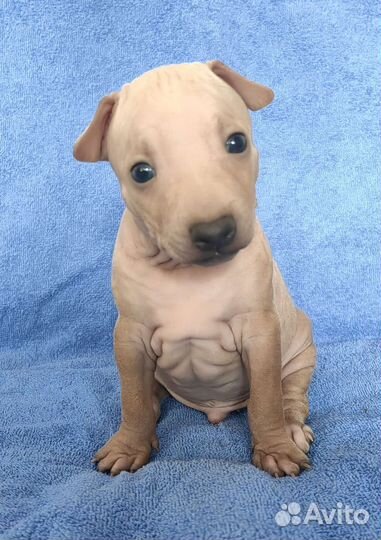 Для Ценителей породы Американский.Голый.Терьер