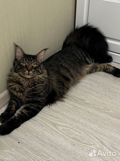 Мейн-кун вязка