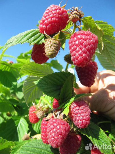 Саженцы ремонтантной малины