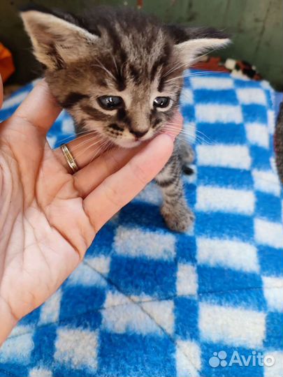 Котёнок мальчик Вася в добрые руки