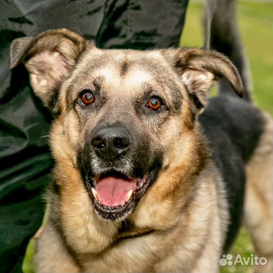 Маленькая.собака в дар в добрые руки
