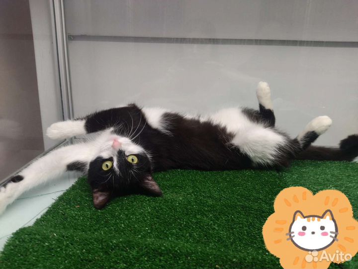 Кошка бесплатно