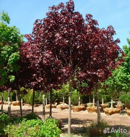 Клен красный роял ред