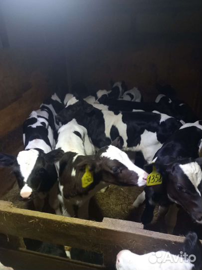 Телята бычки