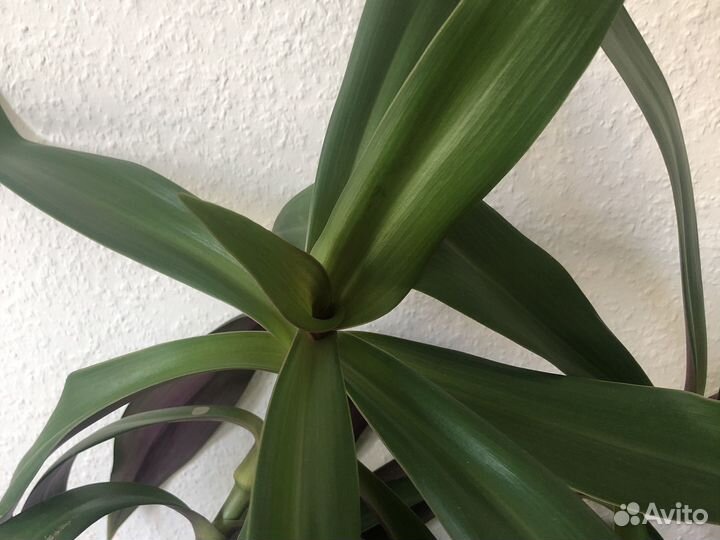 Комнатный цветок Рео