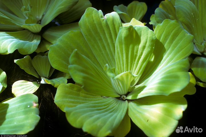 Растения для аквариума