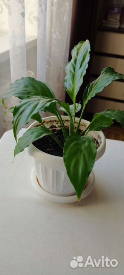 Подрощенные детки спатифиллума