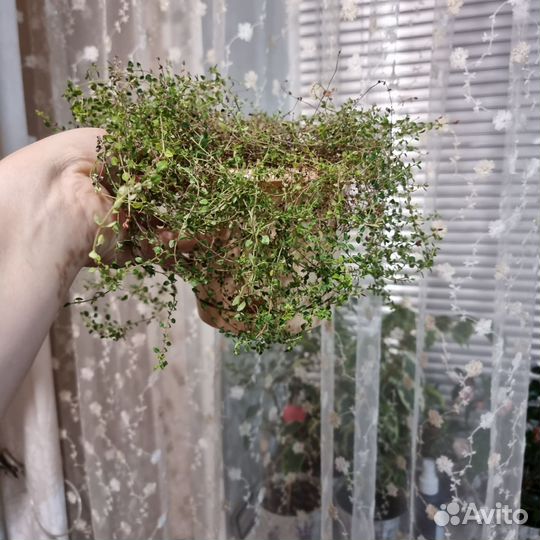 Тимьян в горшке