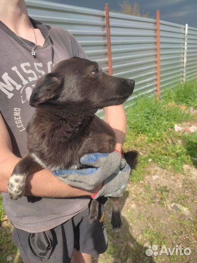 Собаки бесплатно в добрые руки