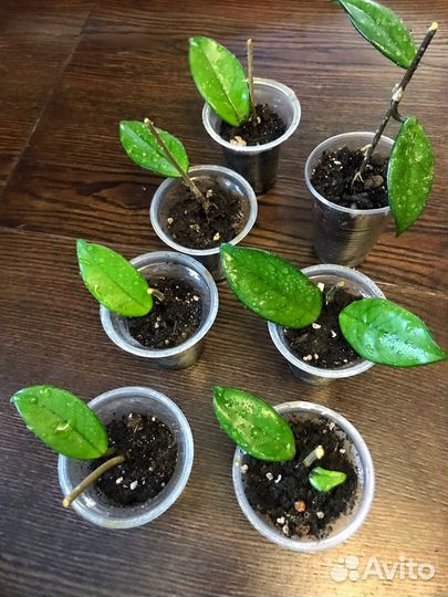 Хойя Финлайсони Hoya Finlaysonii растения цветы