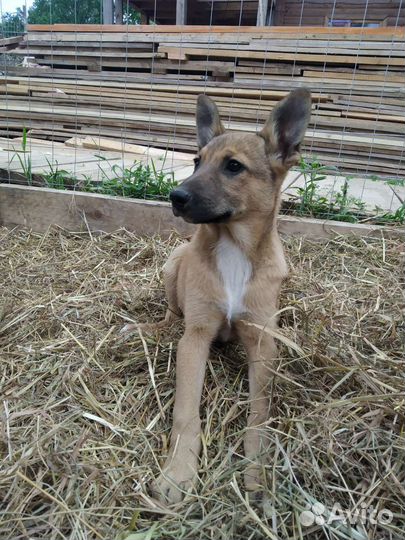 Щенки Собака