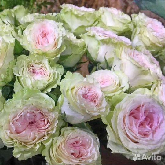 Принимаем заказы на саженцы розы осень окс