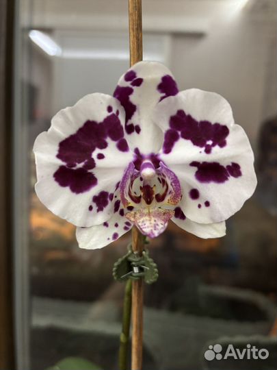 Орхидея фаленопсис