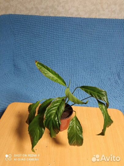 Спатифиллум