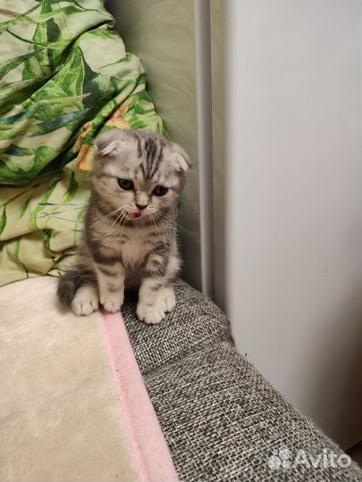 Шотландские котики серые