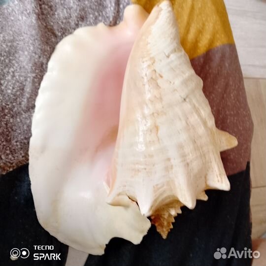 Огромная ракушка 23см