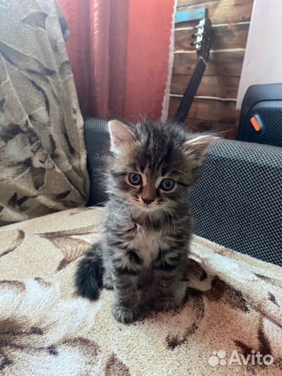 Британская кошка в дар