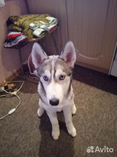 Хаски девочка 4,5 месяца