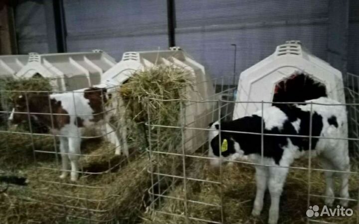 Холмогоры Голштины Бычок Теленок Телки