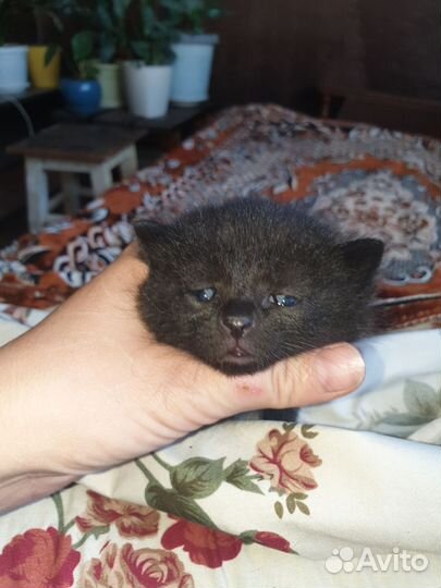 Британские котята