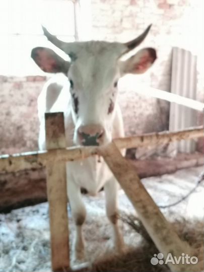 Айширская корова (нетель)