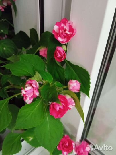 Бальзамин махровый клубника со сливками