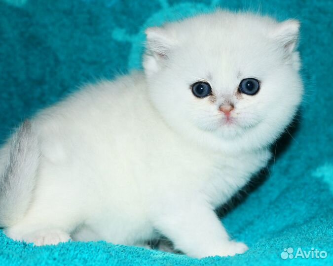 Серебристые британские шиншиллы